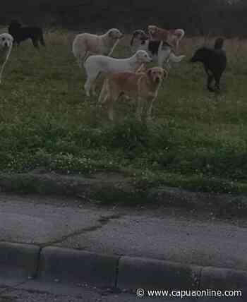 Capua. Inizia l'operazione di accalappiamento dei cani randagi sul territorio comunale - Capuaonline.com