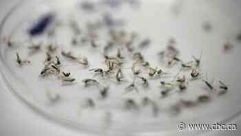 Regina mosquito count below historical average