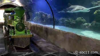 The best ways to see sharks up close!