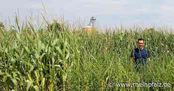 „Die Pflanzenschützer“: Wie wichtig oder schädlich sind Pestizide wirklich? - Steinfeld/Südpfalz - Rheinpfalz.de