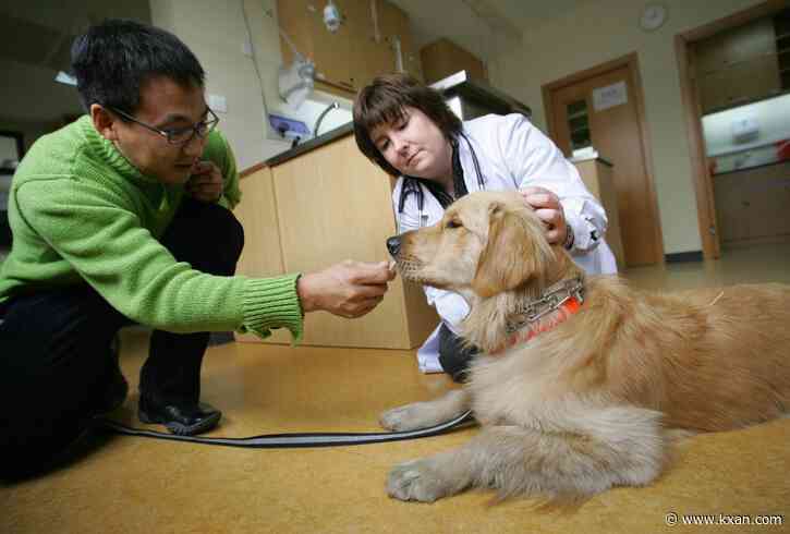 Austin-area canine blood bank looking for dog donors