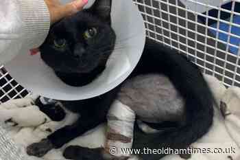 Cat injured by 'shotgun' in cruel attack near Dovestone - The Oldham Times
