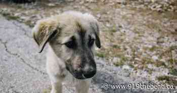 Continues Demand For Food Bank At Greater Moncton SPCA - 91.9 The Bend