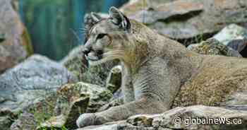 Cougar euthanized after child attacked over August long weekend