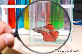 Captivity Can Turn Fish Into Cannibals