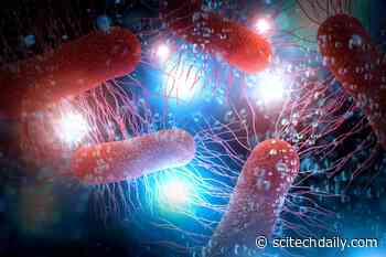 Synthetic Polymers Promote Biofilm Formation and Increase Efficiency of Biocatalysis