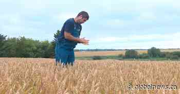 ‘It’s shocking’: Sask. farmers react to federal government’s proposed cutdown on fertilizer emissions