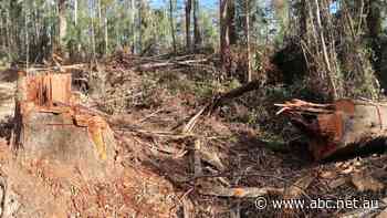 Parliament compelled by 20,000 petitioners to debate future of native forest logging