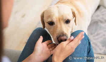 Pet care industry grows after pandemic; attracts FMCG cos - The Week