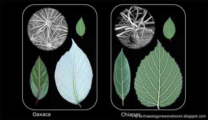 Plant study hints evolution may be predictable