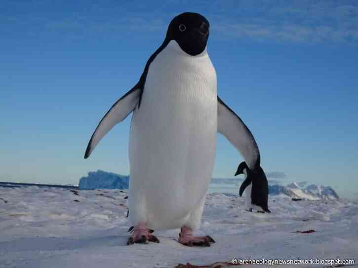 Study sheds light on penguin evolution