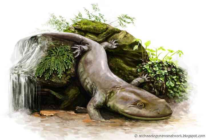 Oldest European salamander fossil, discovered in Scotland