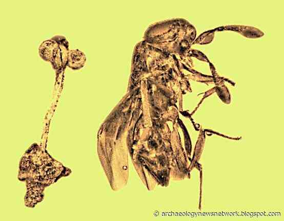 Entombed together: Rare fossil flower and parasitic wasp make for amber artwork
