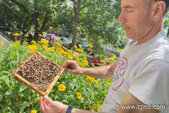 Beehives having a difficult season, Regina beekeeper says - CJME News Talk Sports