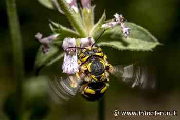 Una giornata dedicata alle api tra Agropoli e Cuccaro Vetere - Info Cilento