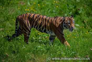 Chester Zoo welcomes endangered Sumatran tiger Dash with hope for cubs - The Independent