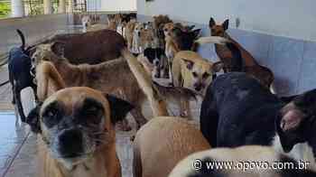 Abrigo de cães em Caucaia sofre com falta de água e ração - O POVO