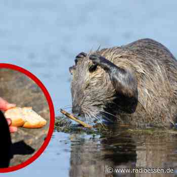 Achtung in Essen: Das Füttern dieser Tiere sorgt für große Gefahren aus mehreren Gründen - Radio Essen