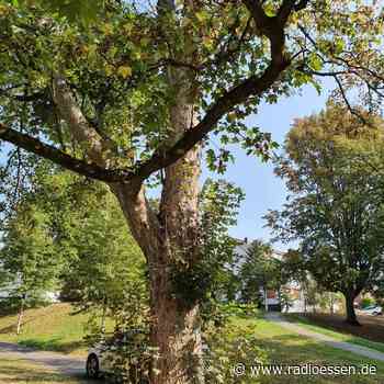 Stadt Essen fällt wieder gefährliche Bäume - Radio Essen