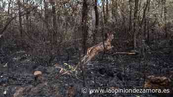 VÍDEO | Los diez segundos que prueban la inteligencia animal para sobrevivir tras el fuego de La Culebra - La Opinión de Zamora