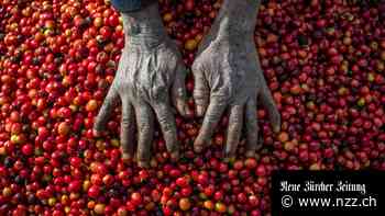 Mehr Hunger in Afrika: Ist daran der Anbau von Cash-Crops schuld?