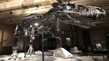 Cento scheletri fossili di dinosauri pronti a "invadere" Padova: la grande mostra - PadovaOggi