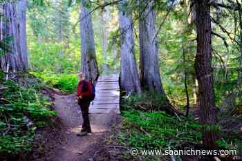 Kootenay forest management ignores old growth protection, two experts say - Saanich News