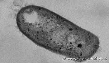 Scoperto un nuovo ceppo di batteri in grado di digerire zolfo e metano » Scienze Notizie - Scienzenotizie.it
