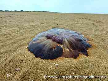 Warning after lion's mane jellyfish spotted on Fylde coast