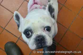 Preston: French Bulldog covered in burns rescued by RSPCA