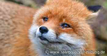 Wegen Schliefenanlage: Streit um Fuchsgehege am Neunkircher Zoo: Peta stellt Strafanzeige gegen Teckelclub - Saarbrücker Zeitung