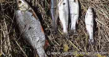 Tote Fische in Blies: Vorwürfe gegen Neunkirchen – Landesamt äußert sich - Saarbrücker Zeitung
