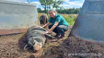 Bio-Hof mit ungewöhnlichem Angebot: In Aurich können nun auch Schweine geleast werden - Nordwest-Zeitung