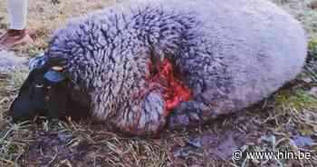 Twee doodgebeten schapen in polder wellicht werk van nieuwe wolf Asterix - Het Laatste Nieuws