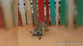 WATCH:  Adorable baby kangaroo has a ball with his favorite toy