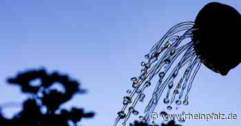 Trockenheit: Förster Platz bittet, den Kinderwald zu gießen - Kaiserslautern - Rheinpfalz.de