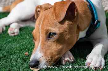PAWS charity asking for help after landlord evicts animal shelter