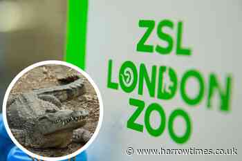 London Zoo goes viral over 'shocking' crocodile display