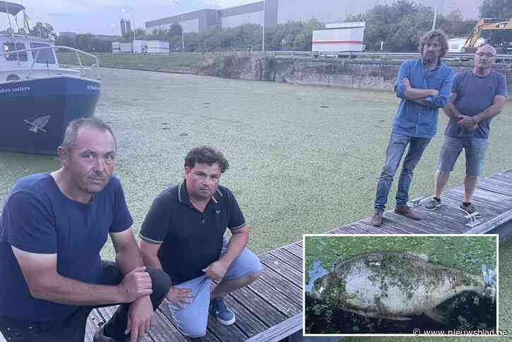 “Dit kanaal is gewoon dood”: stad stelt Vlaamse Waterweg in gebreke na massale vissterfte, stank en schade aan boten