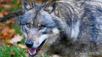 NRW: Nun lebt auch im Kreis Borken ein Wolf - NRZ News