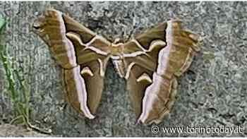 Falena Gigante Moncalieri Via Tagliaferro maggio 2022 - TorinoToday