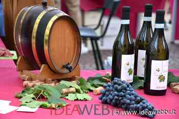 Vino, Coldiretti Cuneo: “+12% export, ma pesano i rincari in cantina” - IdeaWebTv