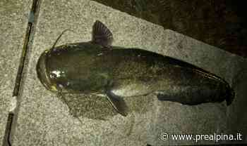 Gavirate, un altro maxi siluro - La Prealpina