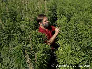 Opinion: Hemp is growing into an Alberta success story