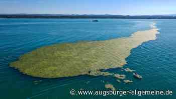 In den Ferien an den Bodensee? Gewaltige Algenteppiche trüben den Badespaß