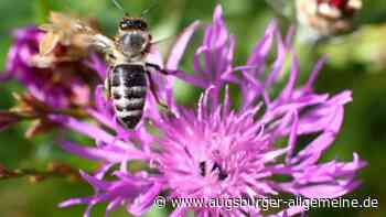 750 Quadratmeter große Blumenwiese abgemäht: Polizei sucht Zeugen