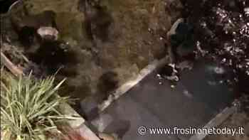 Colleferro, iniziata la “battaglia” a tutto campo contro i cinghiali - FrosinoneToday