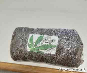 Sequestrato un etto di marijuana nei boschi intorno a Fucecchio - gonews.it - gonews