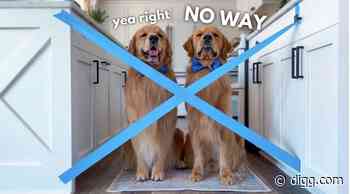 These Golden Retrievers Had The Best Reaction To The Painter's Tape Challenge - TechDigg