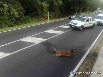 Traffico rallentato sulla Lecco-Bergamo per un capriolo ferito - Prima Merate